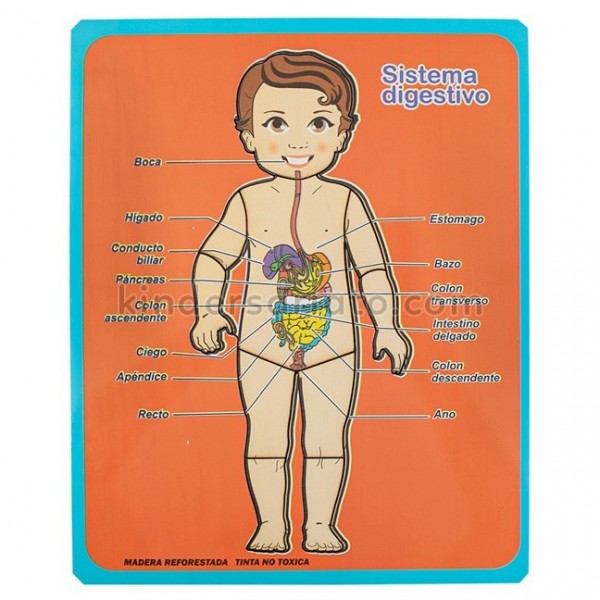 Encajable sistema digestivo x 10 piezas - Español e Inglés