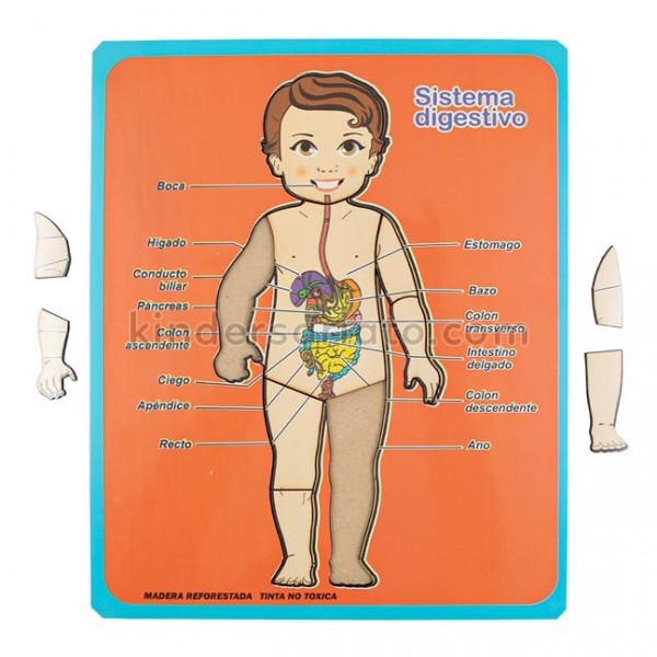 Encajable sistema digestivo x 10 piezas - Español e Inglés Modelo Nino