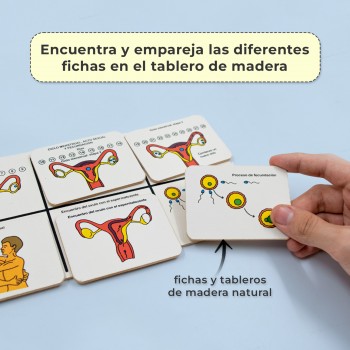 Lotería didáctica - Educación sexual 2