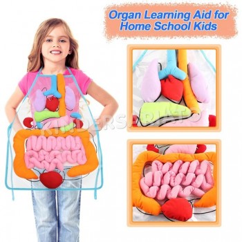Delantal de órganos 3D - Anatomía, cuerpo humano 2